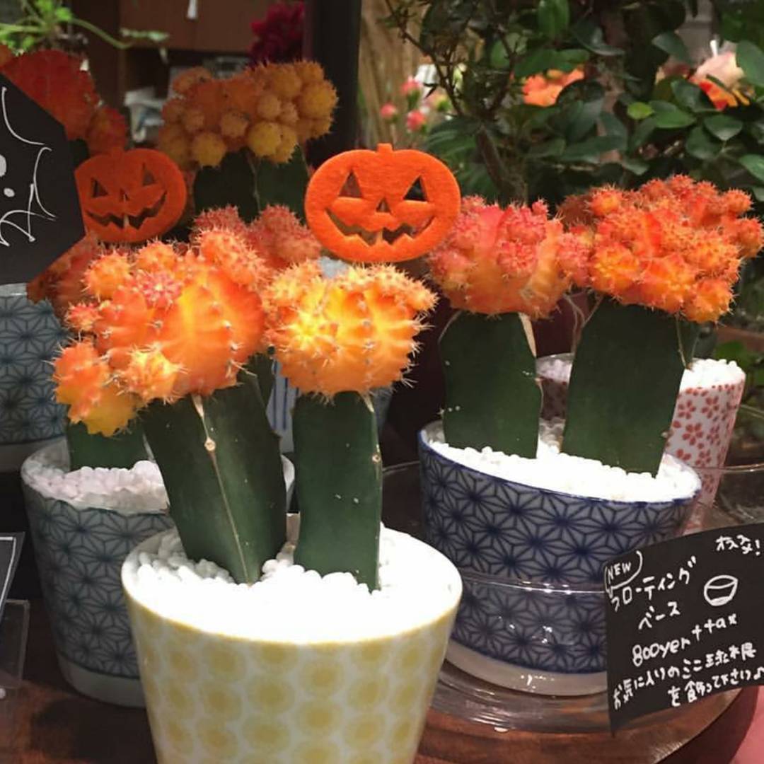 Hello Halloween .... #flower #tokyo #halloween