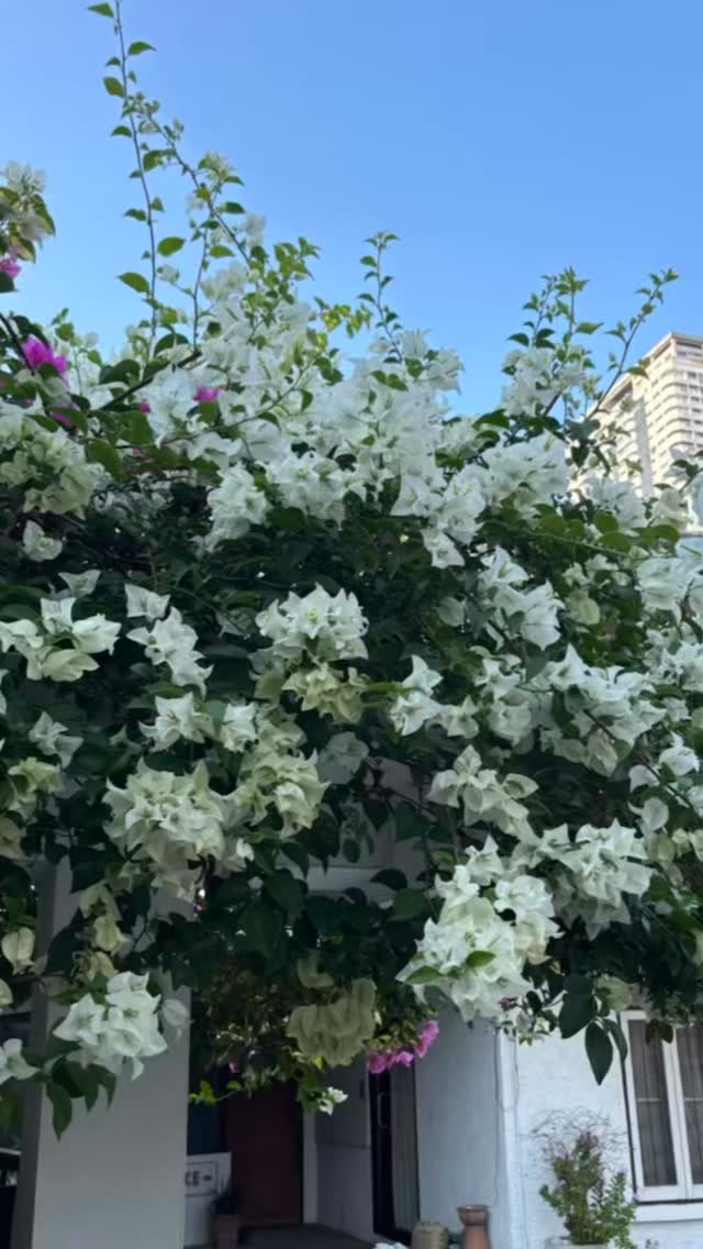 We’ll be closed for Songkran holidays 
April 13 (Mon) – April 17 (Fri)  Book your appointment before the break 
Let’s refresh your hair before Songkran!  CUCHU Hair Design 
Sukhumvit 26
🧡0923581442
LINE @774kdscr